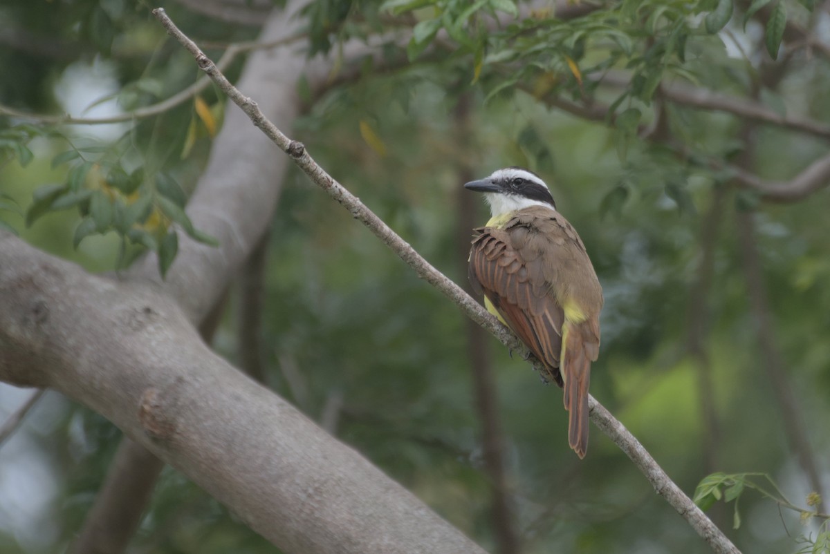 Great Kiskadee - ML623399860