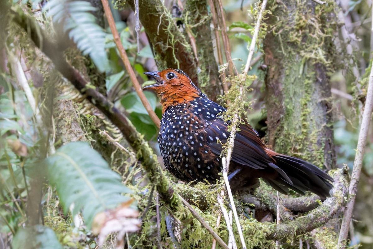 Ocellated Tapaculo - ML623399862