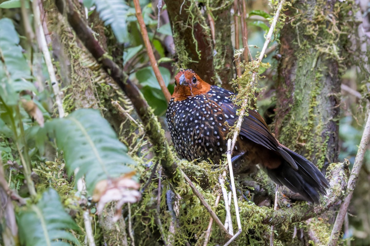 Tapaculo Ocelado - ML623399863