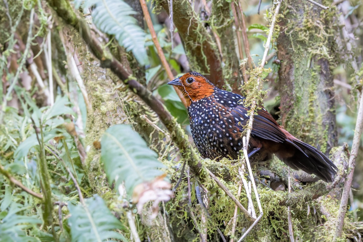 Tapaculo Ocelado - ML623399865