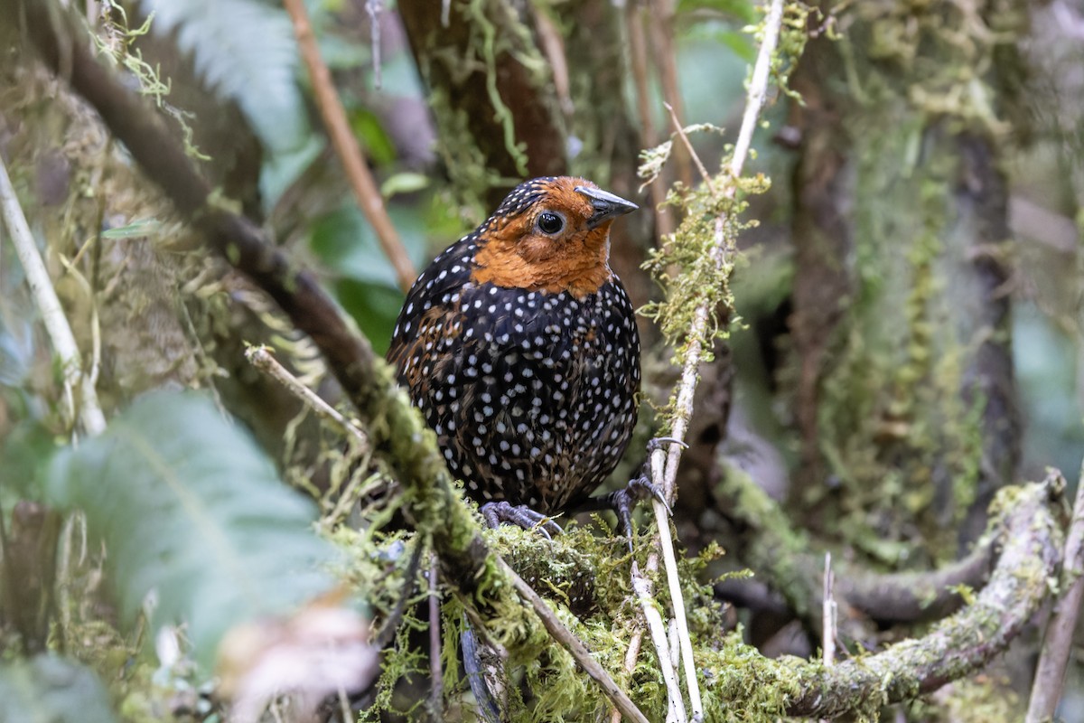 Ocellated Tapaculo - ML623399866