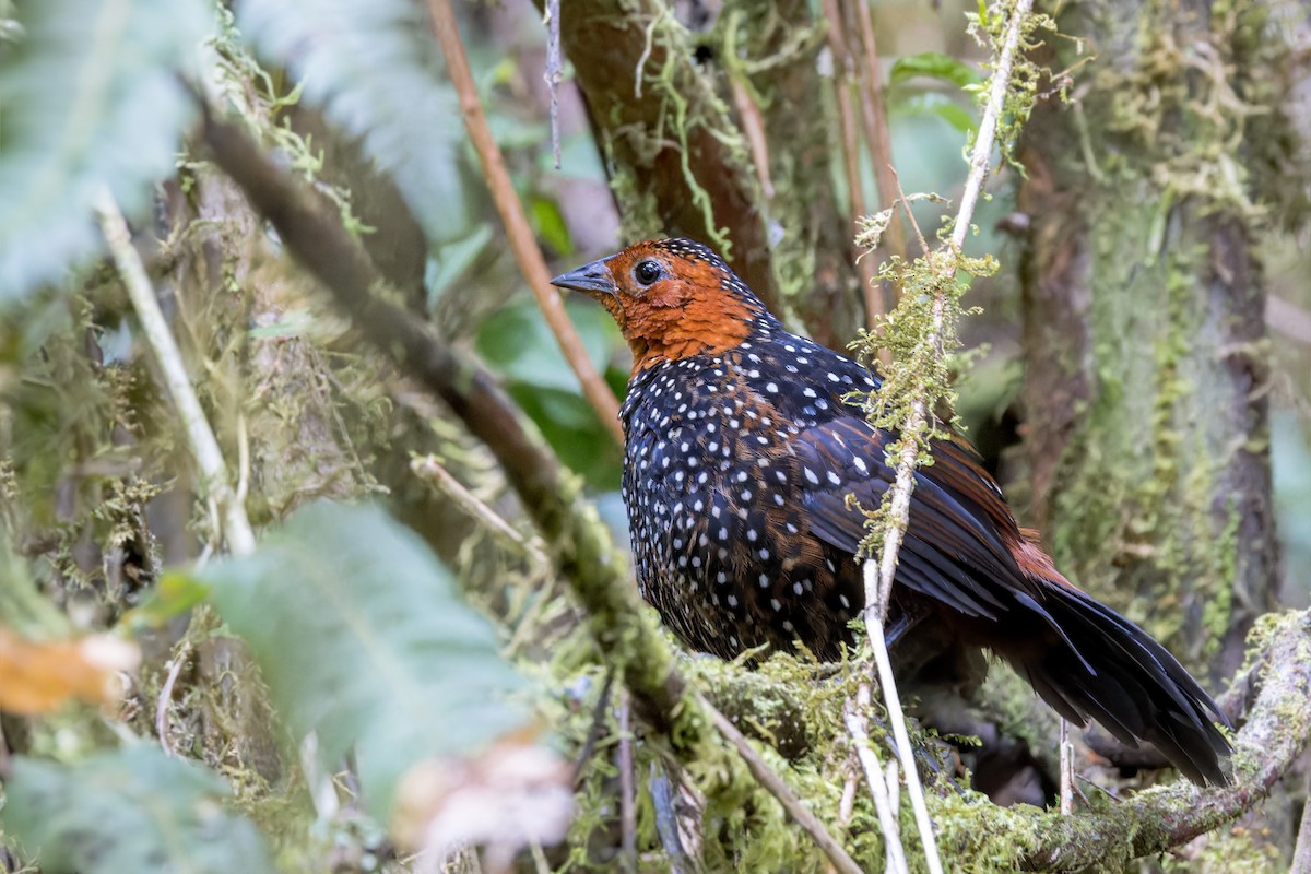 Tapaculo Ocelado - ML623399867