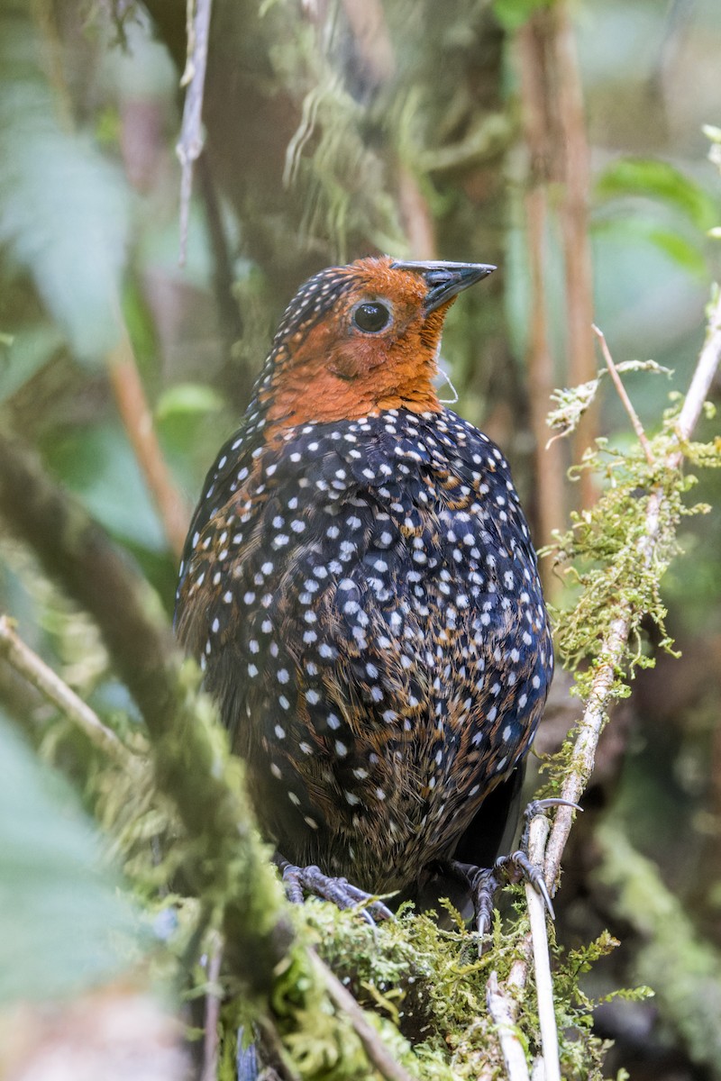 Ocellated Tapaculo - ML623399870