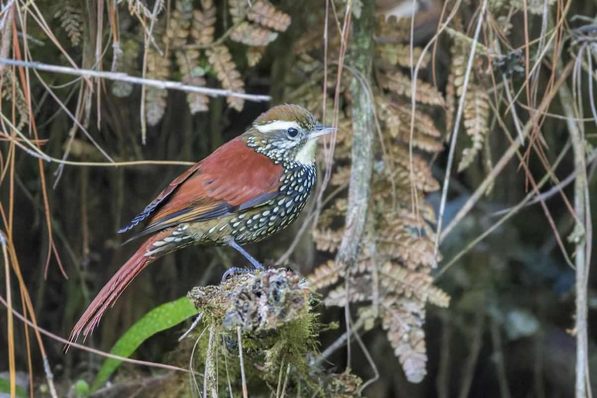 Pearled Treerunner - ML623399871