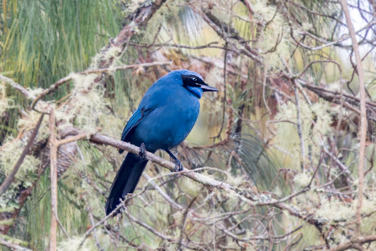 Turquoise Jay - ML623399873