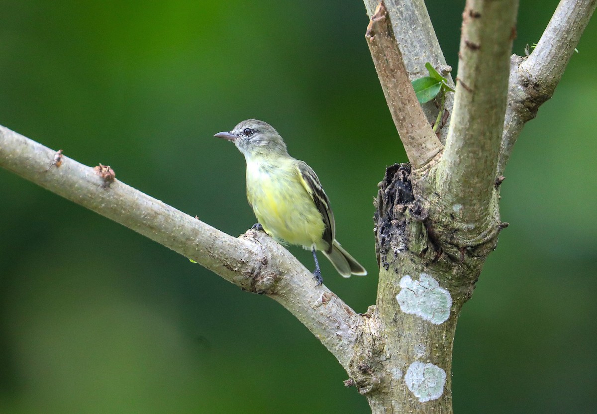 Southern Beardless-Tyrannulet - Karaleah Reichart Bercaw