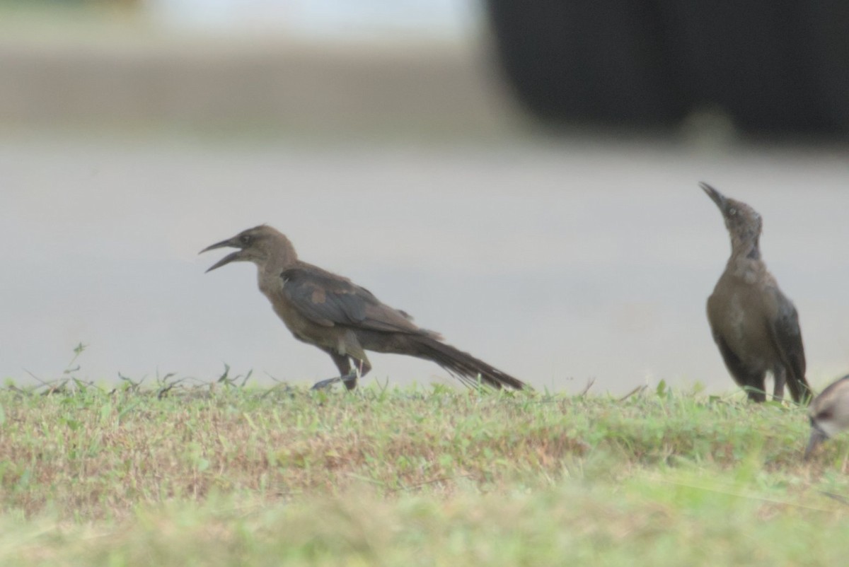 Great-tailed Grackle - ML623399877