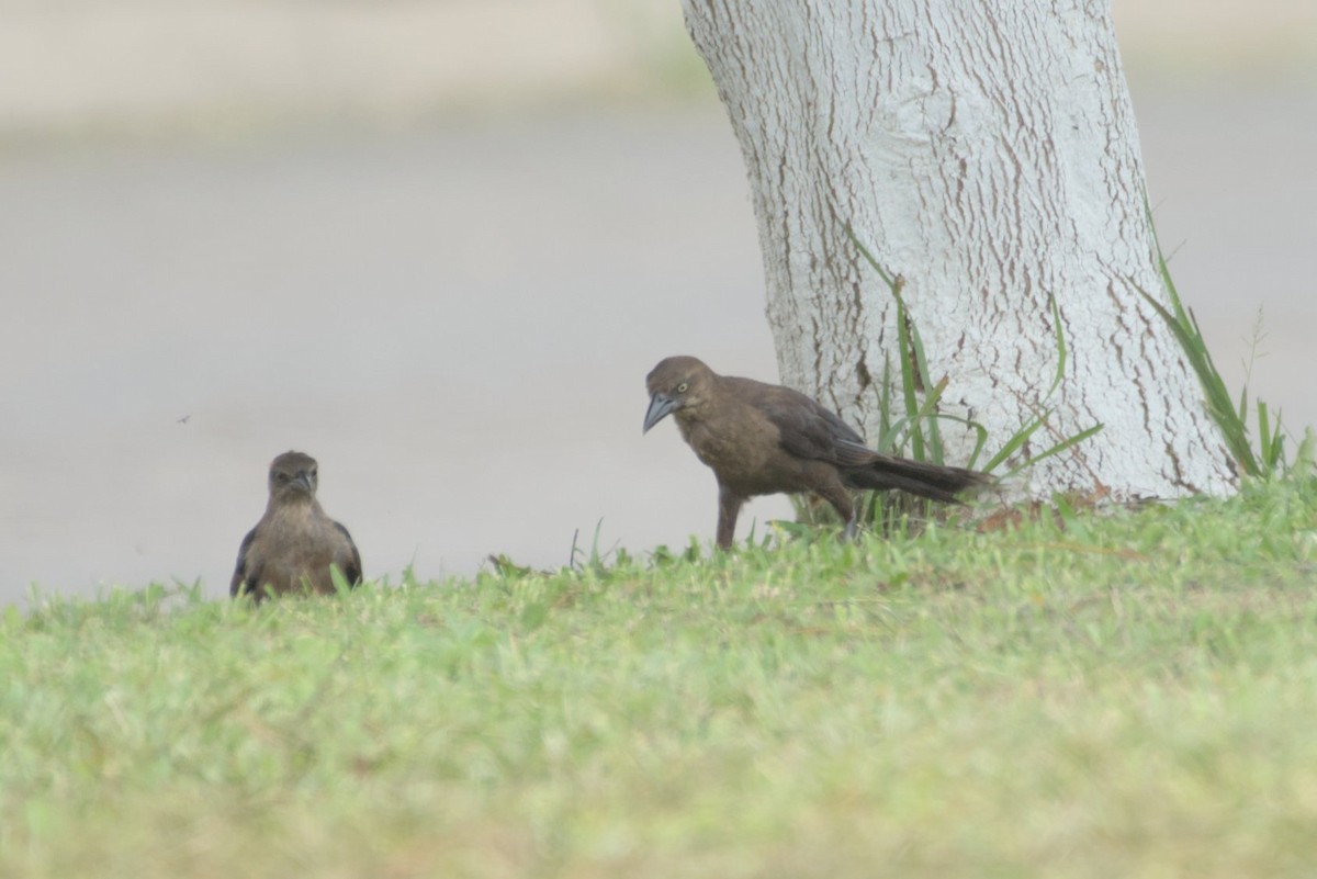 Great-tailed Grackle - Mike Marin