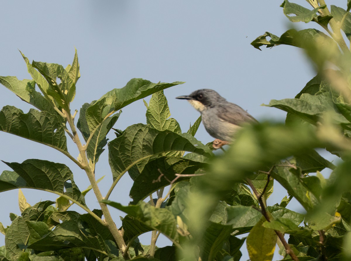 White-chinned Prinia - ML623399893