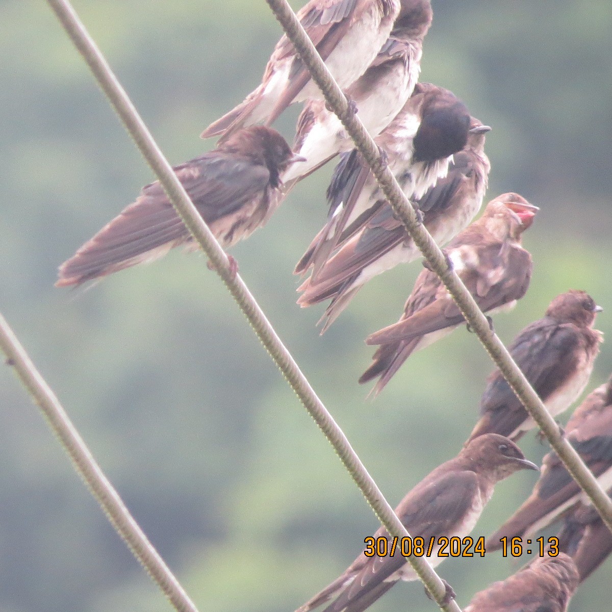 Gray-breasted Martin - Gary Bletsch