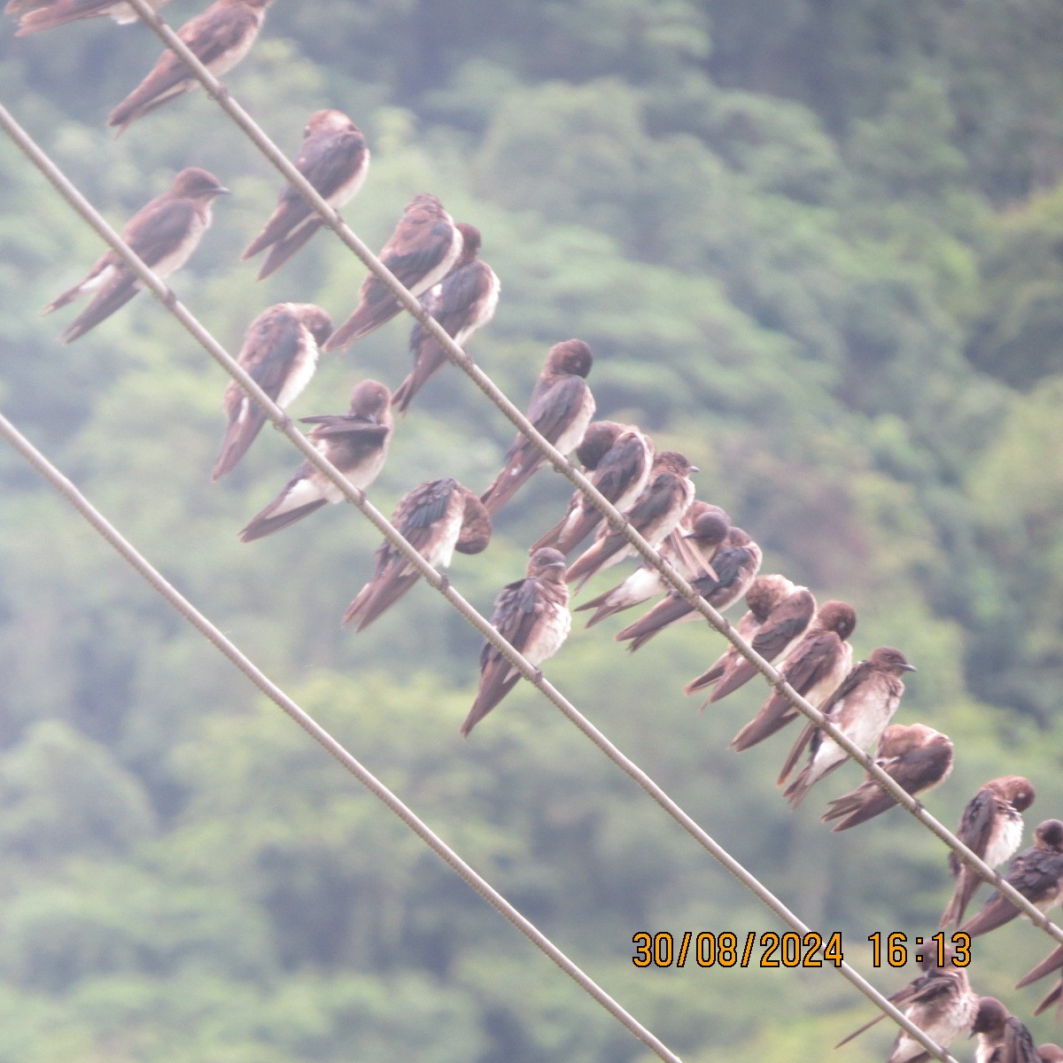 Gray-breasted Martin - ML623399916