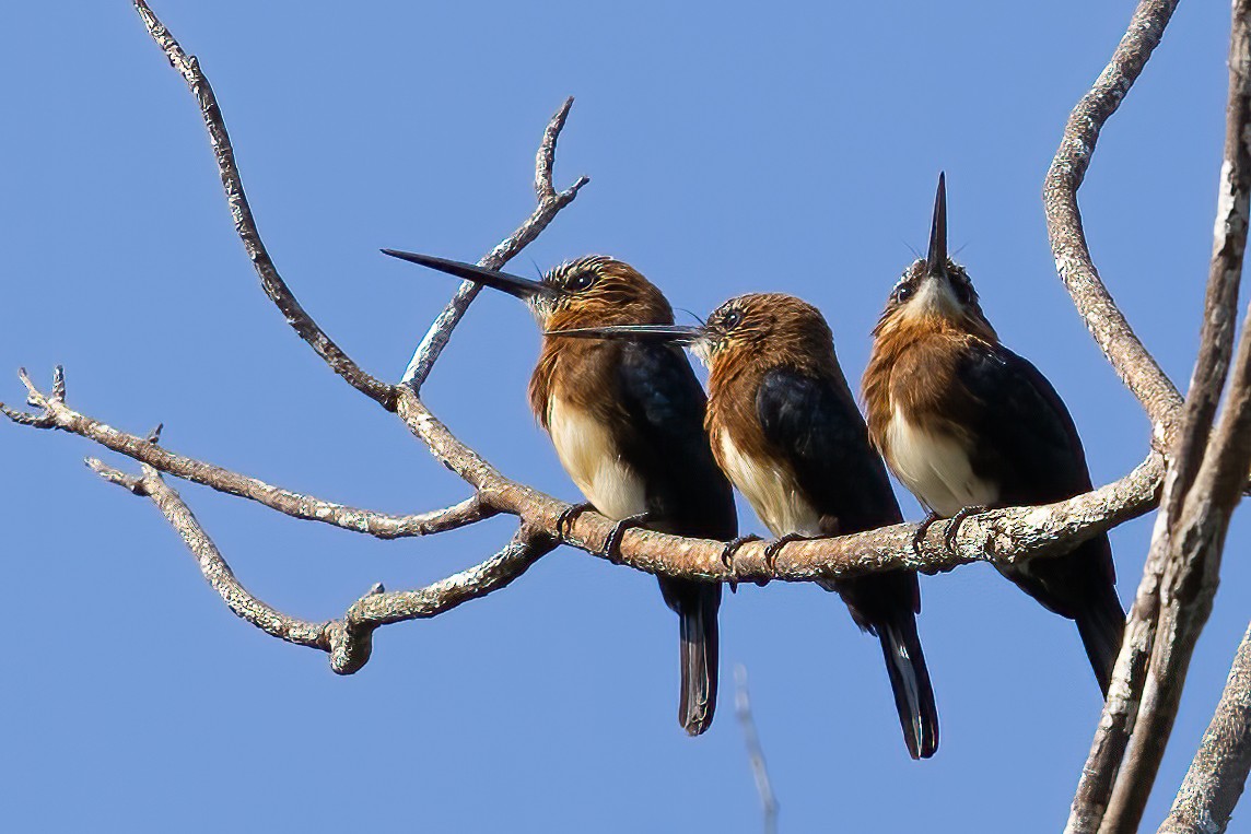 Brown Jacamar - ML623399919