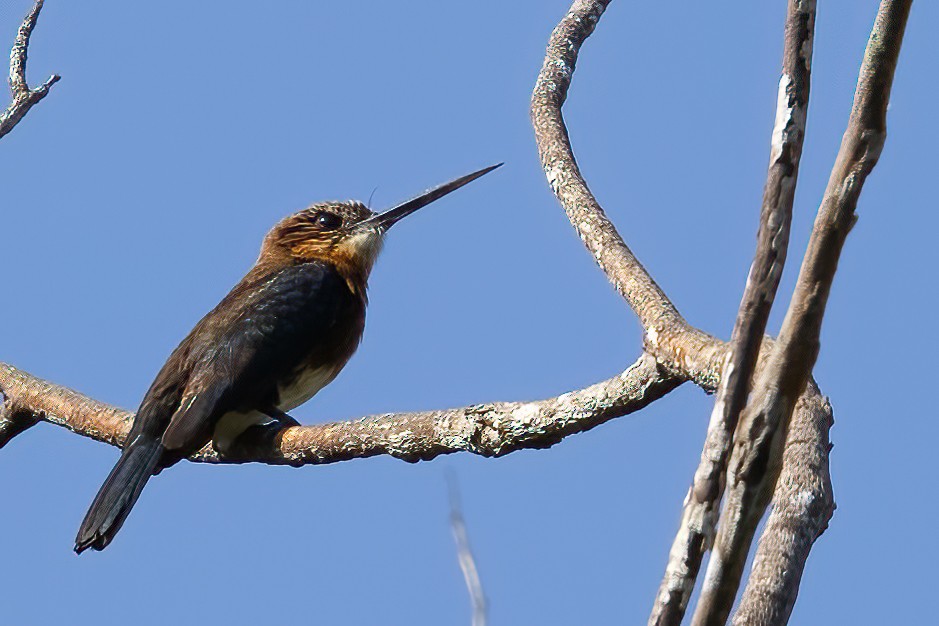 Brown Jacamar - ML623399920