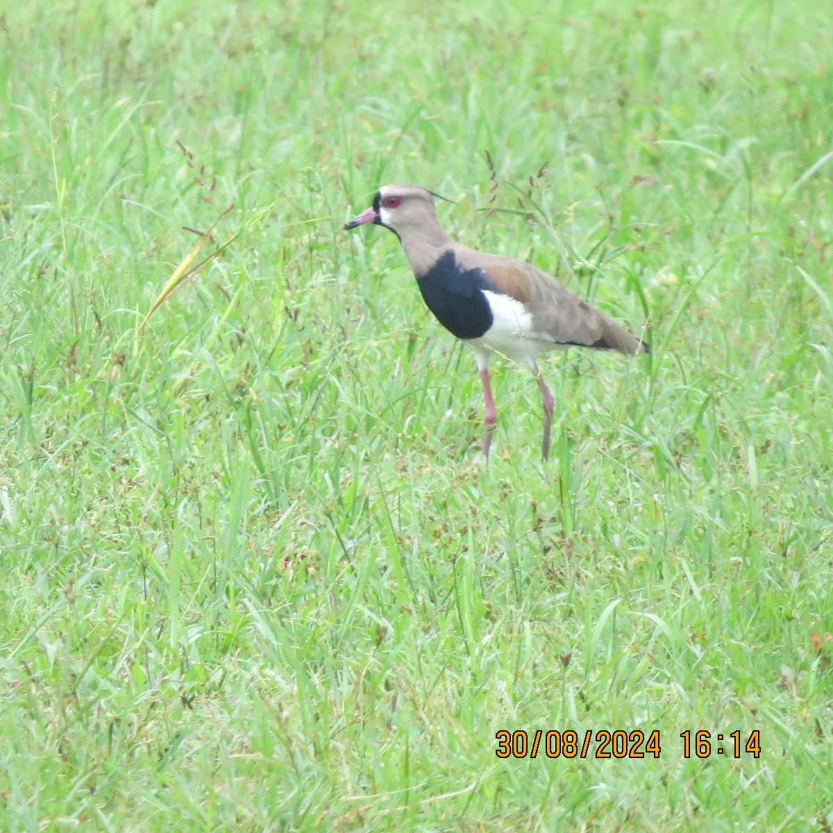 Southern Lapwing - ML623399921