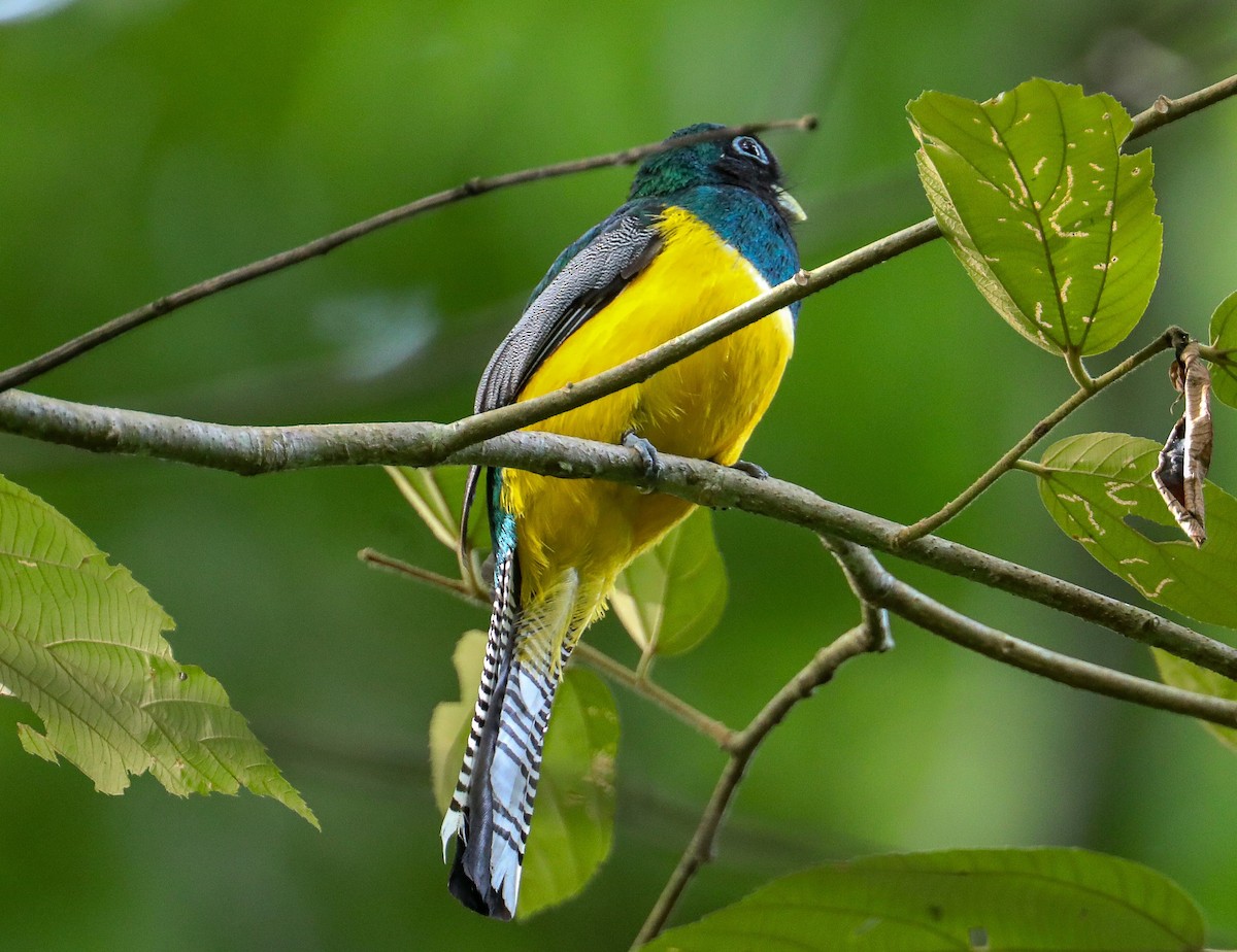 Northern Black-throated Trogon - ML623399928