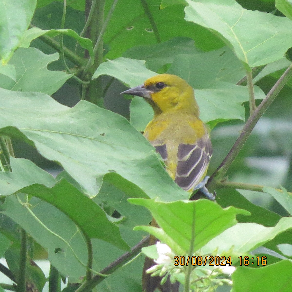 Yellow Oriole - ML623399929