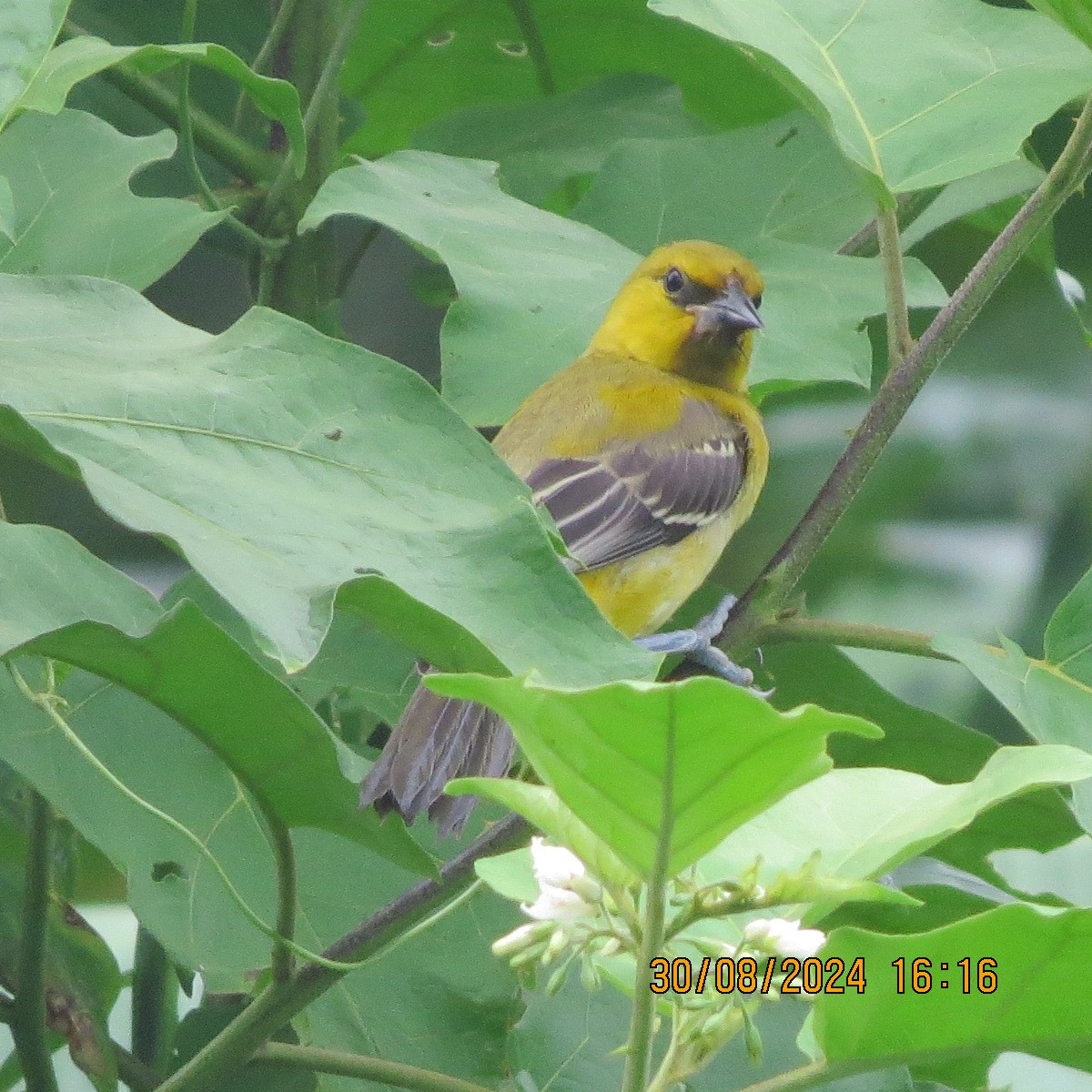 Yellow Oriole - ML623399933