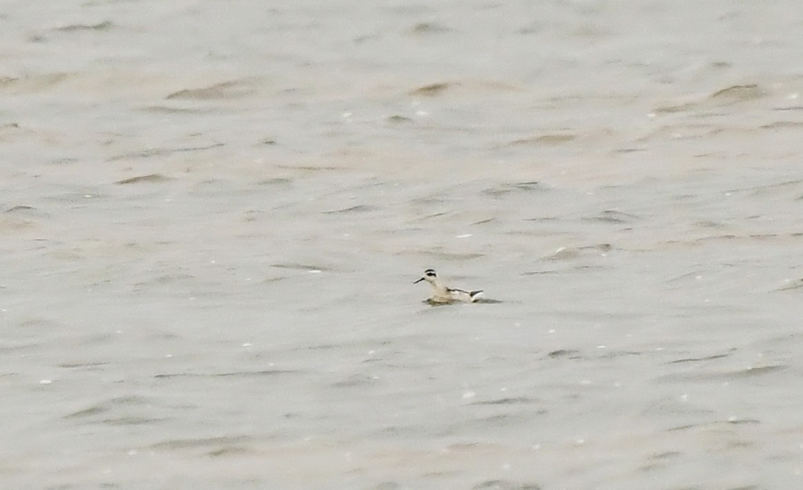 Red-necked Phalarope - ML623399936