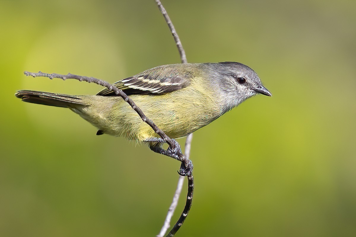 Yellow-crowned Tyrannulet - Sergio Porto