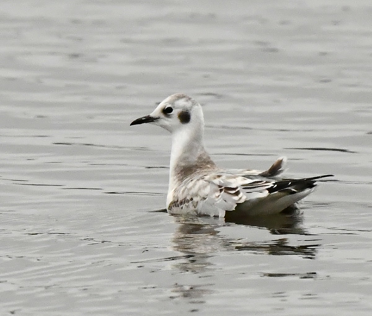 Bonaparte's Gull - ML623399942