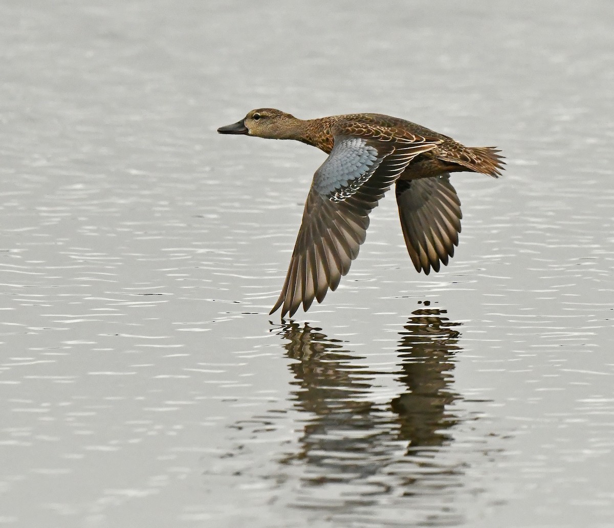 Blue-winged Teal - ML623399955