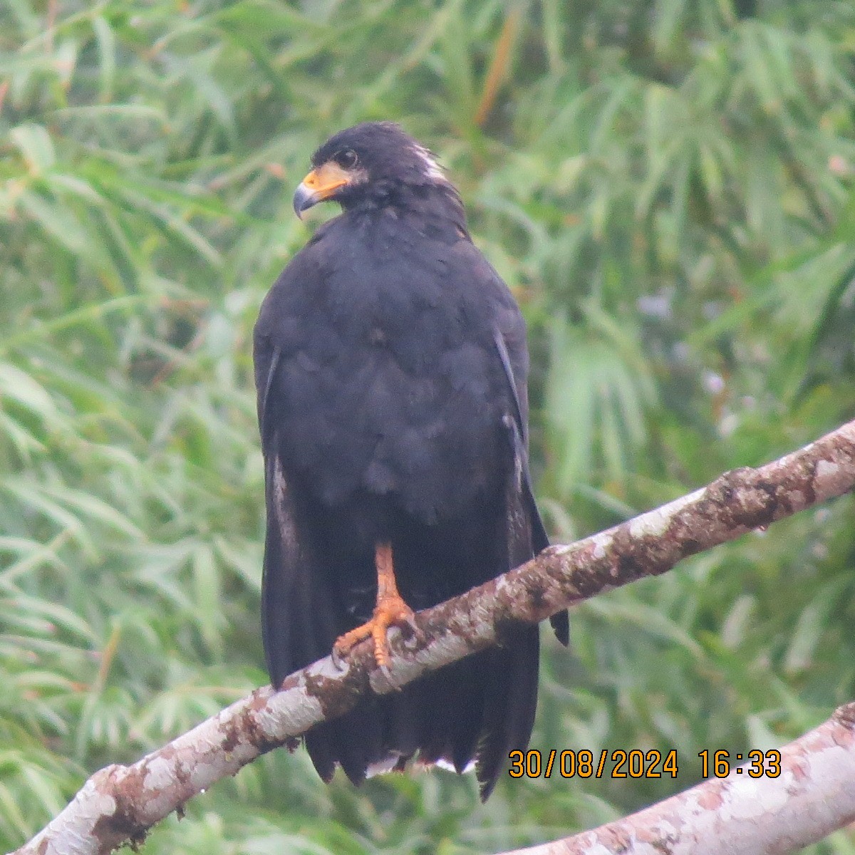 Common Black Hawk - ML623399959