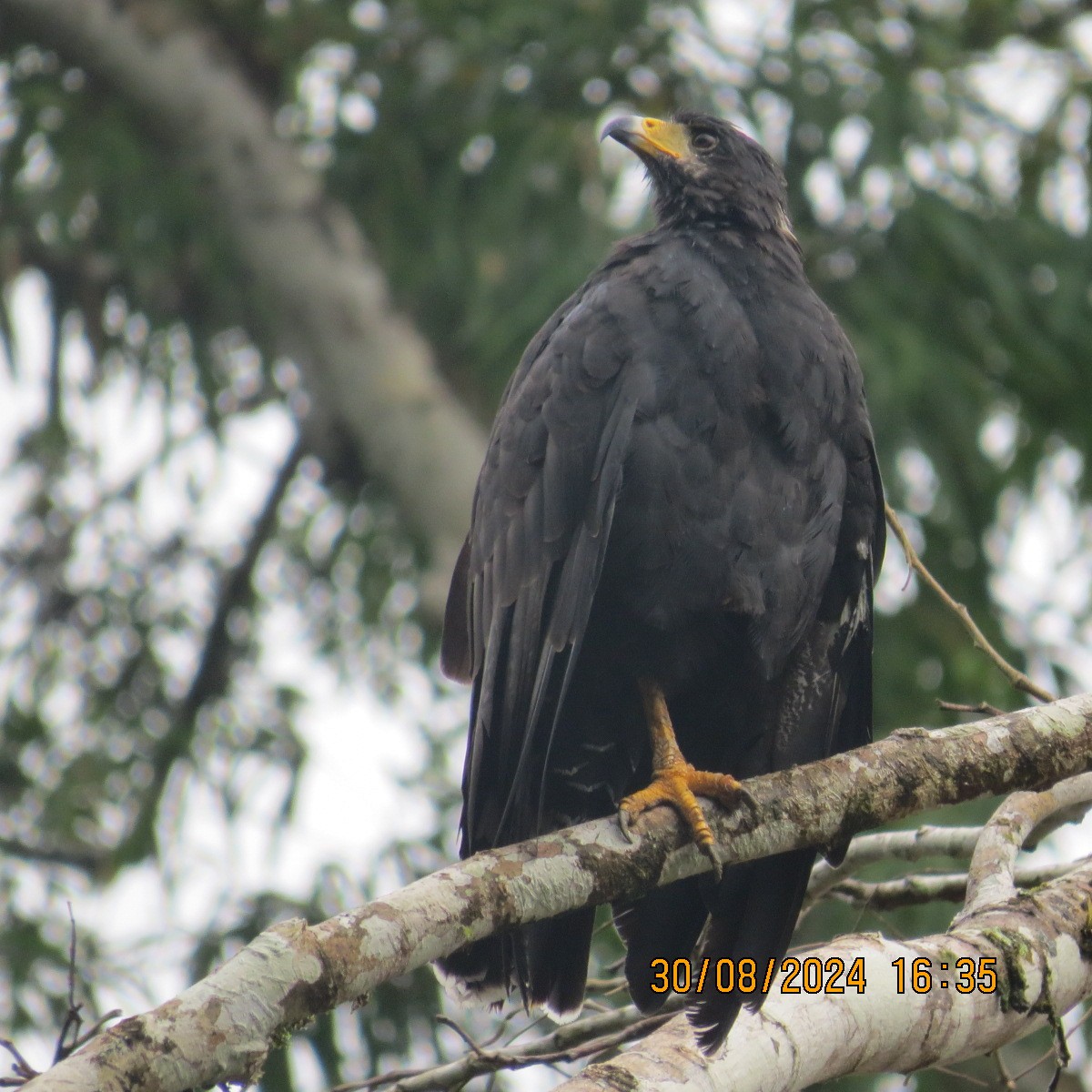 Common Black Hawk - Gary Bletsch