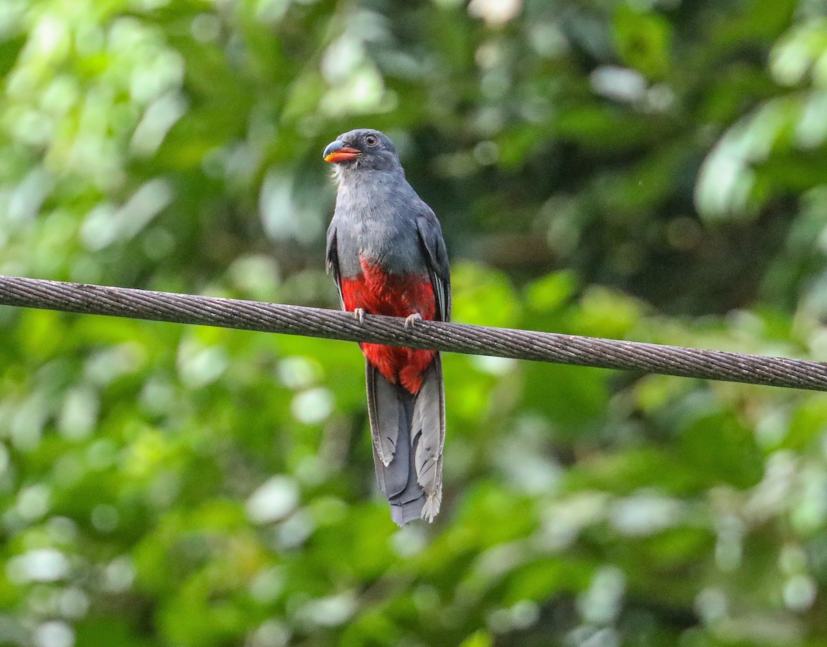 Slaty-tailed Trogon - ML623399971