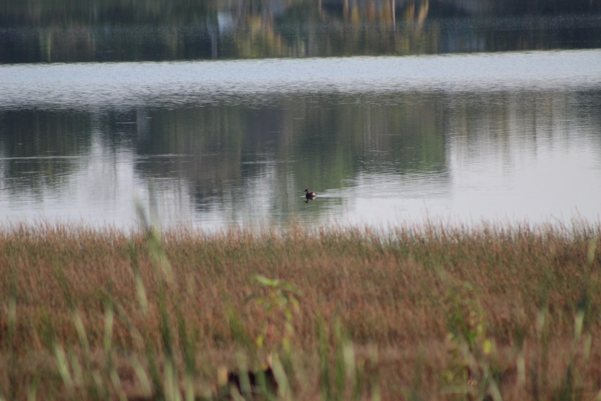 Least Grebe - ML623399989