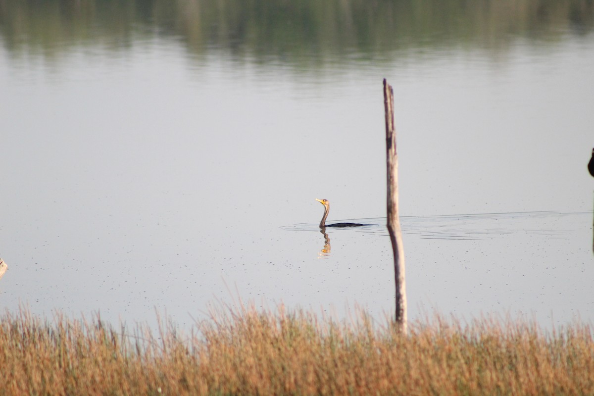 Neotropic Cormorant - ML623400030