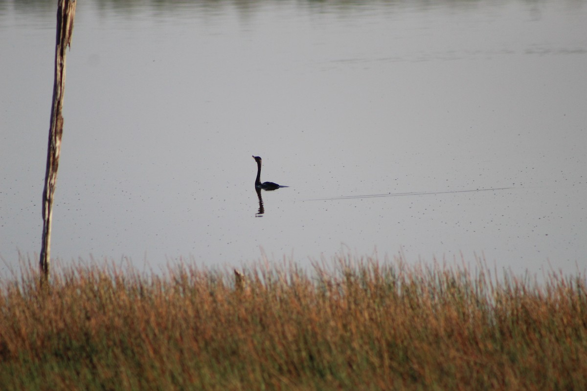 Neotropic Cormorant - ML623400031