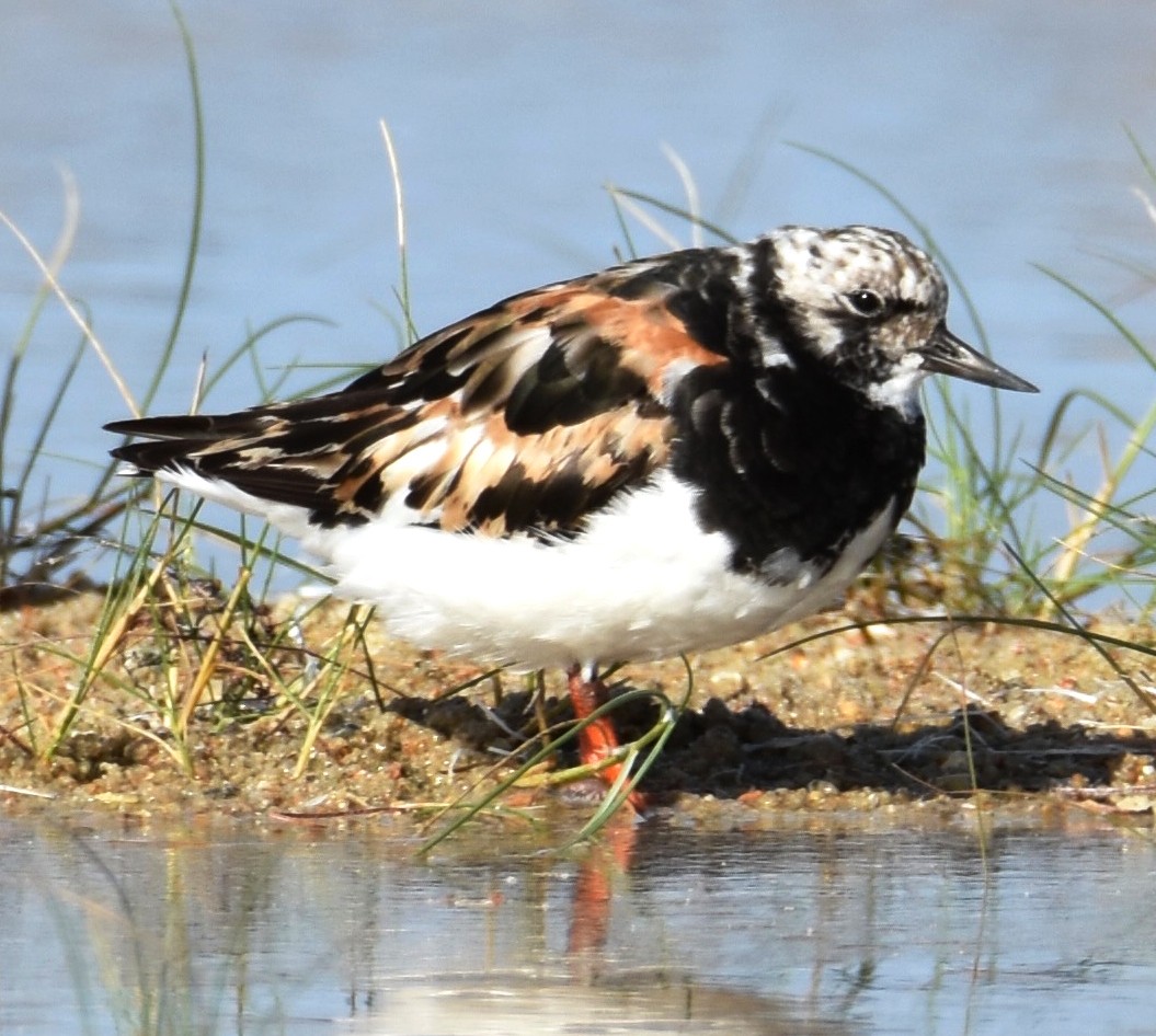 Ruddy Turnstone - ML623400042