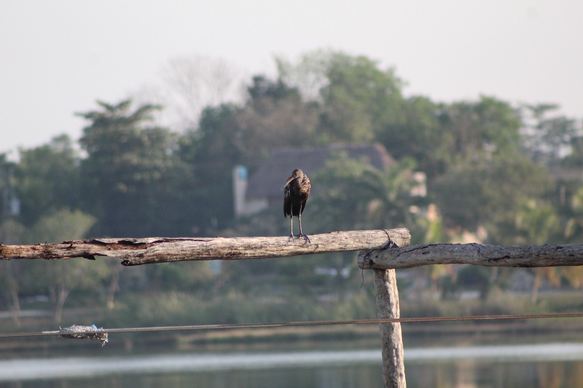 Limpkin - ML623400050