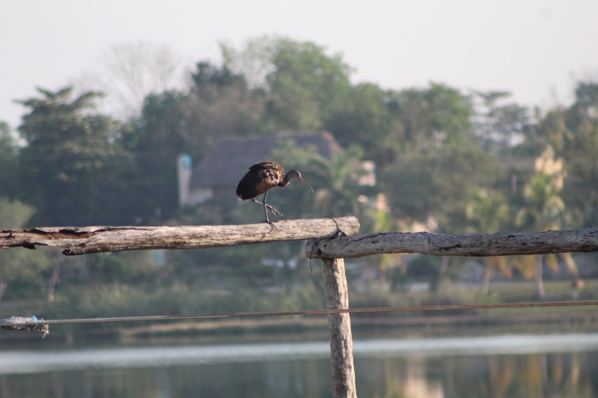 Limpkin - ML623400051