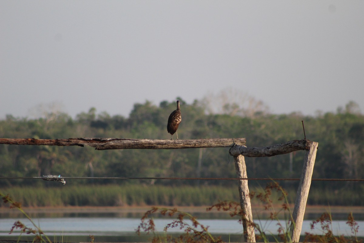 Limpkin - ML623400052