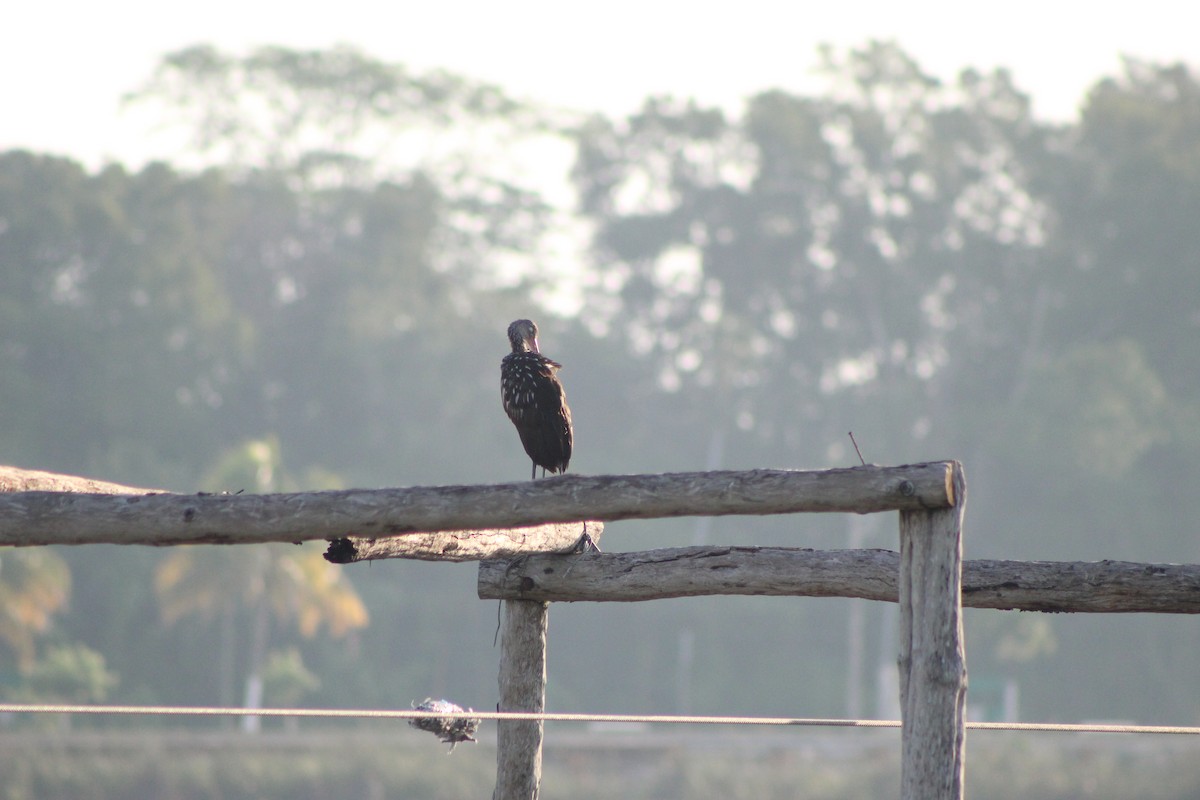 Limpkin - ML623400053