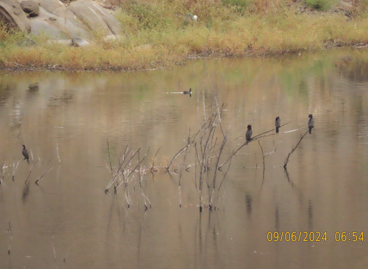 Neotropic Cormorant - ML623400072