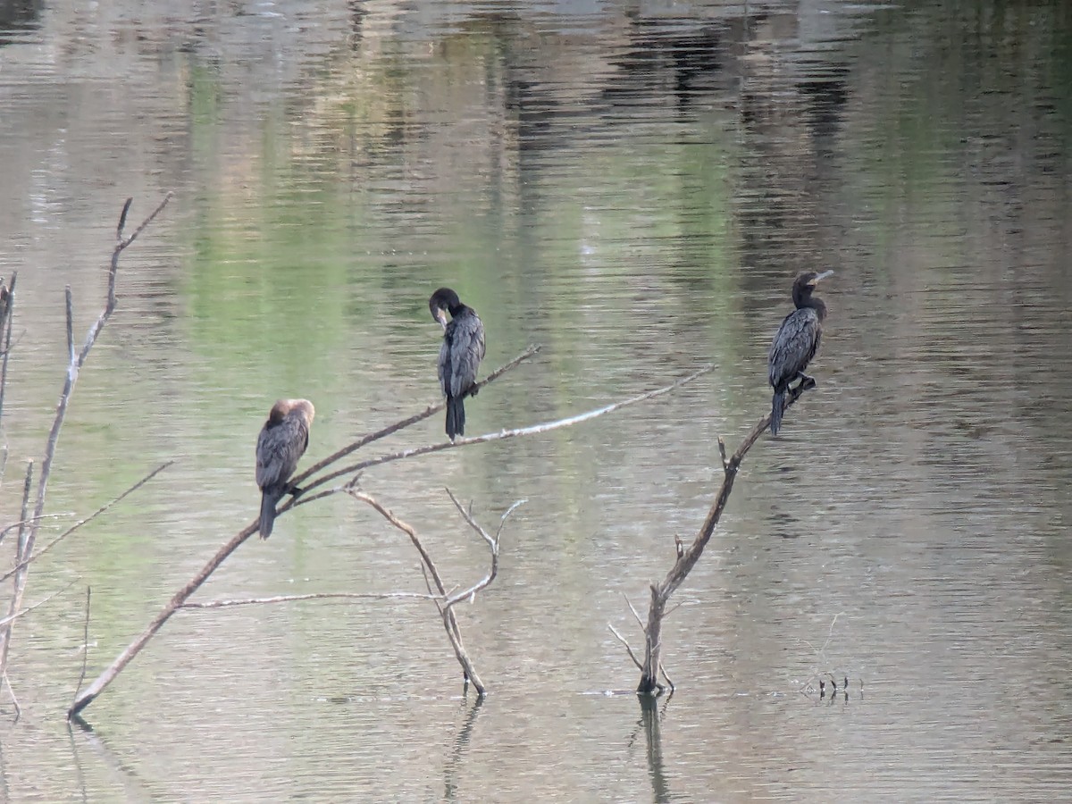 Neotropic Cormorant - ML623400079