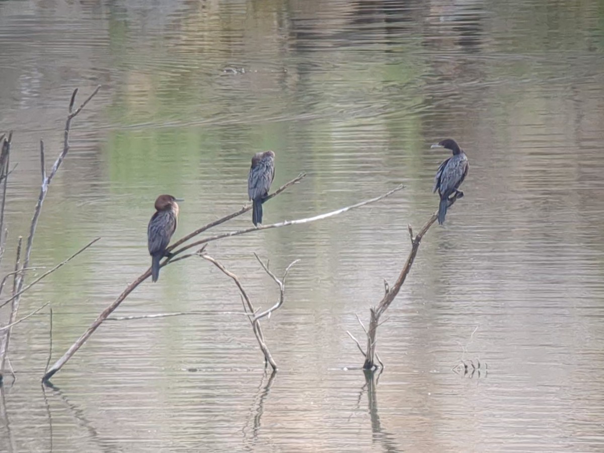 Neotropic Cormorant - ML623400082