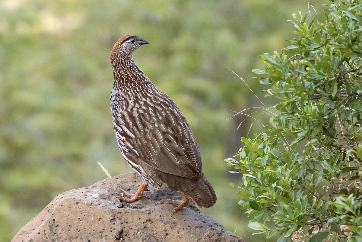 Francolin d'Erckel - ML623400138