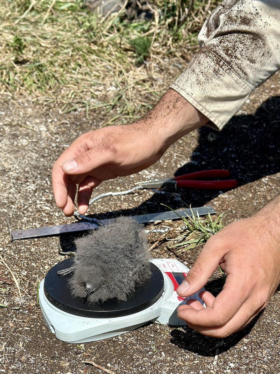 Leach's Storm-Petrel - ML623400139