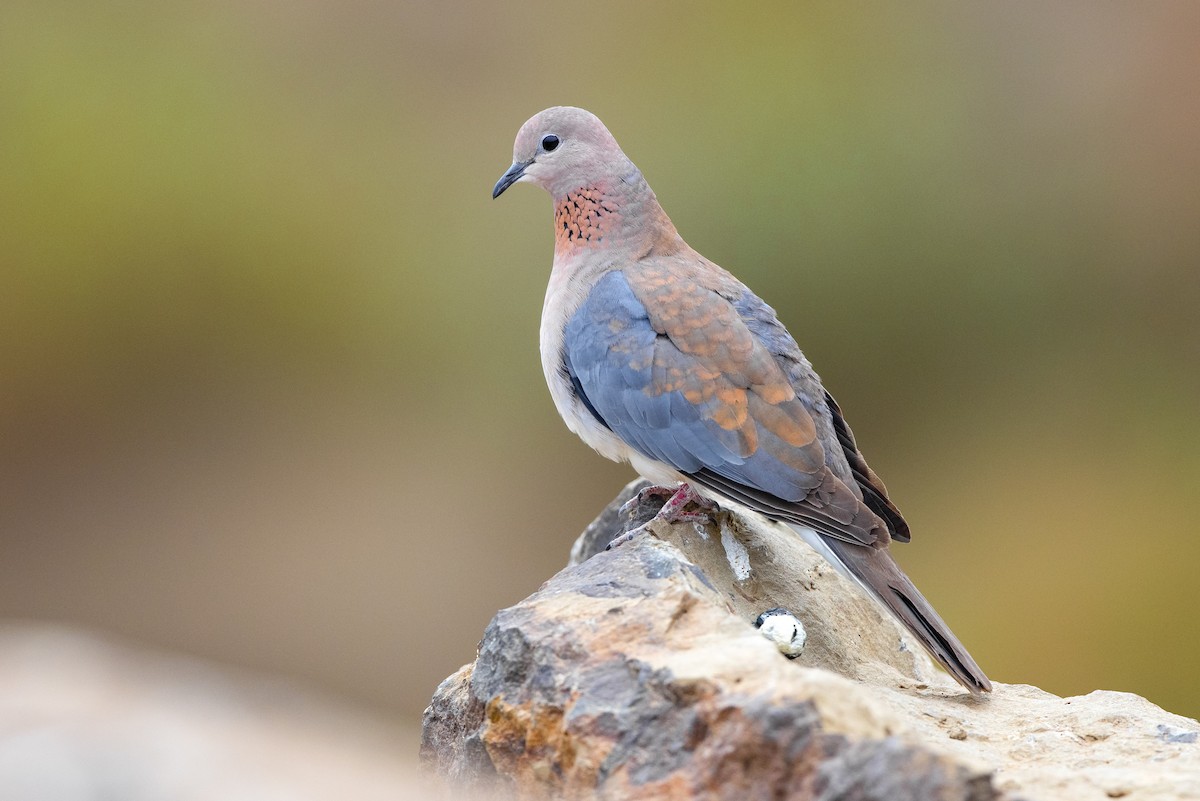 Laughing Dove - ML623400152