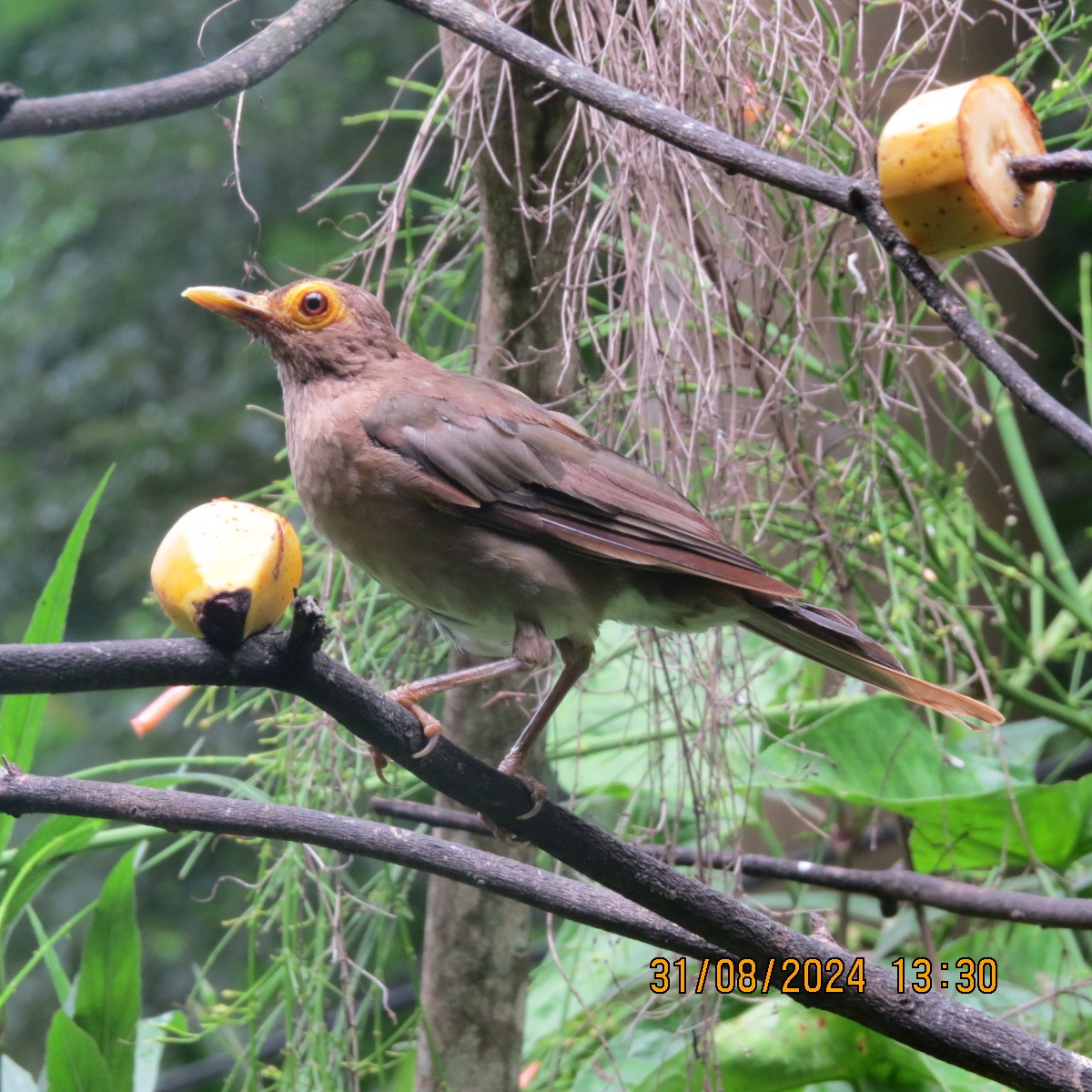 Spectacled Thrush - ML623400162