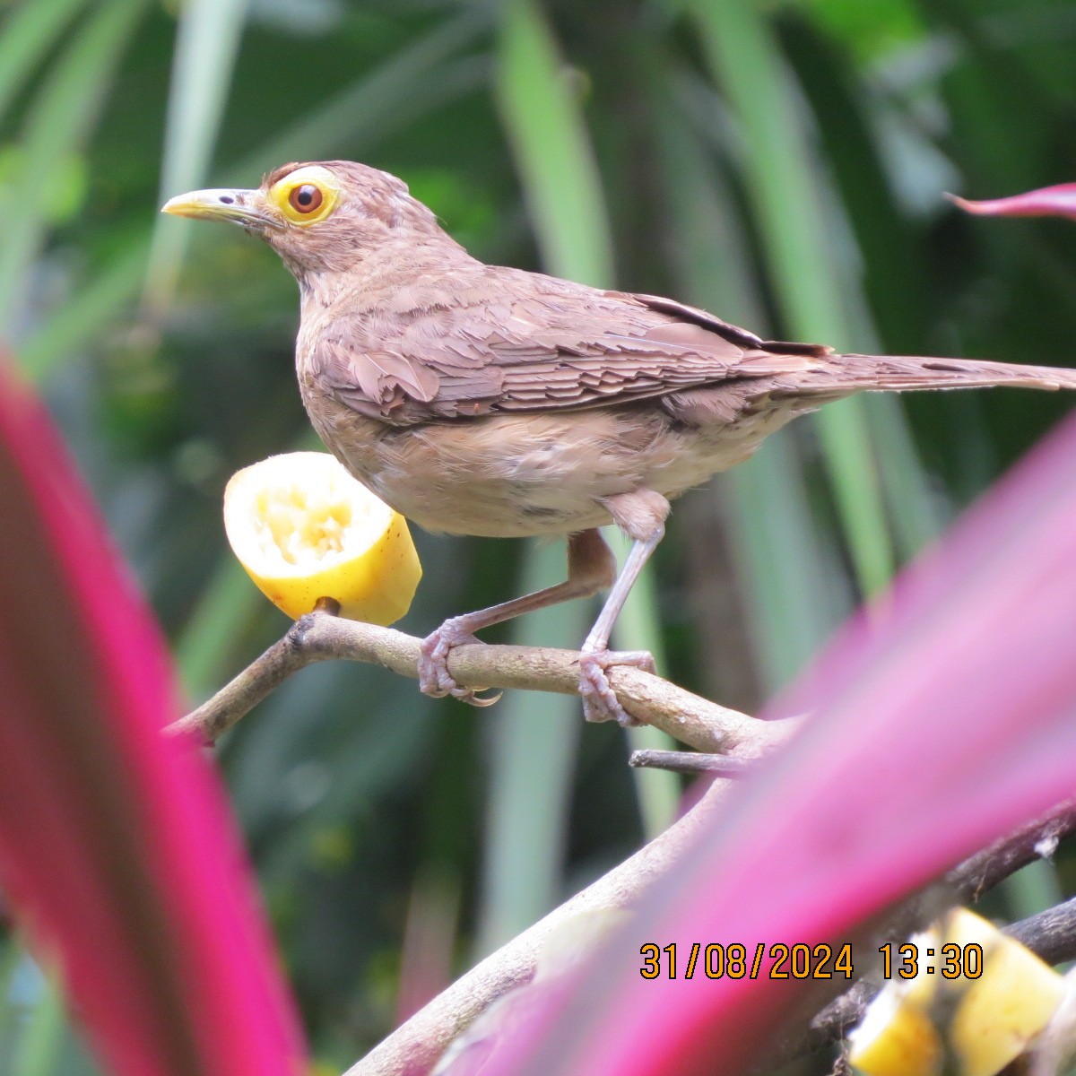 Spectacled Thrush - ML623400163