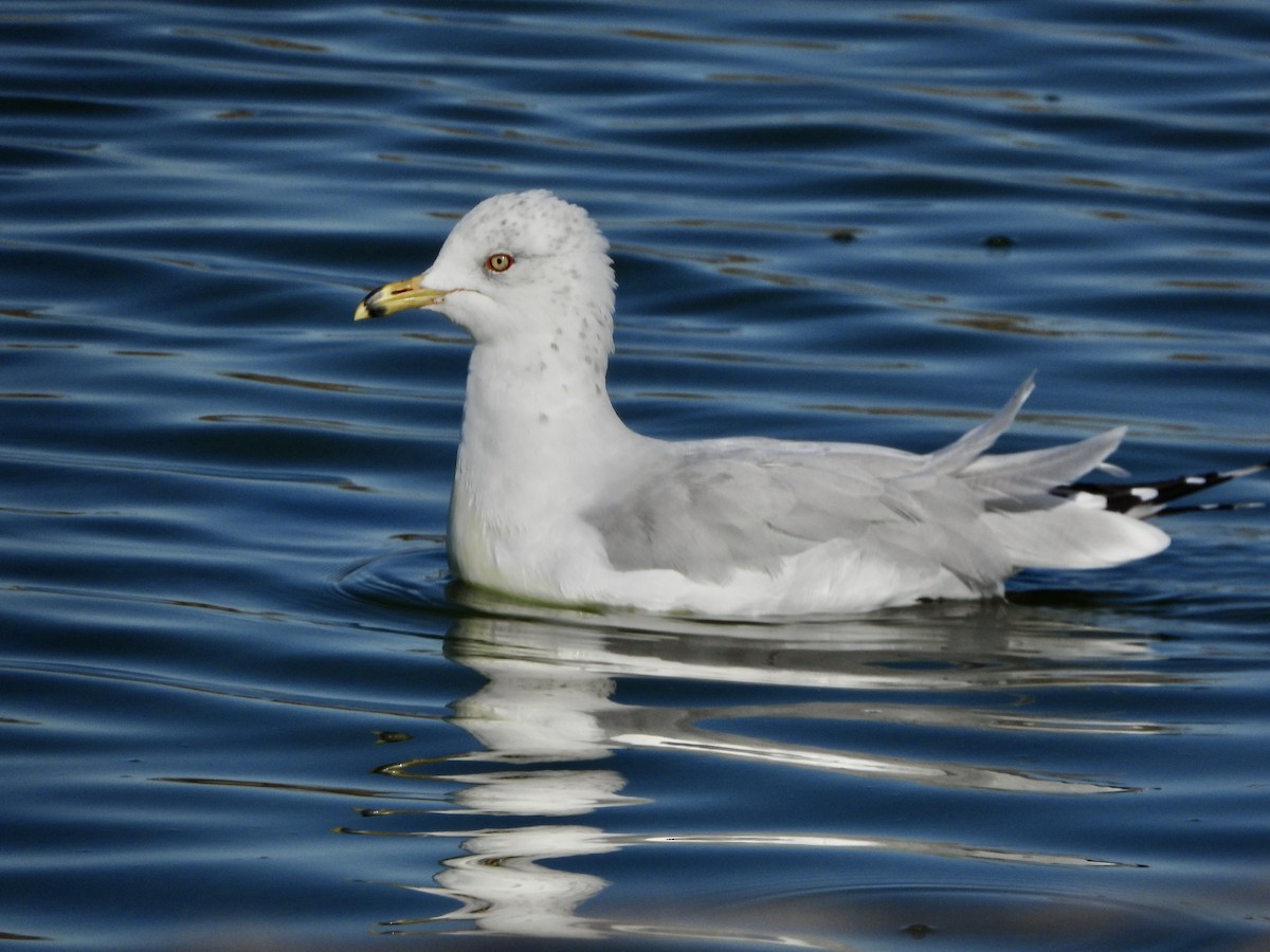 Gaviota de Delaware - ML623400197