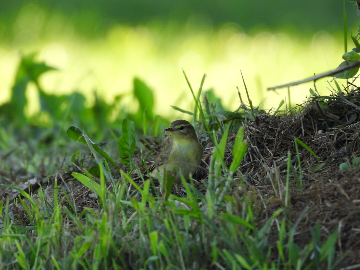 Willow Warbler - ML623400206