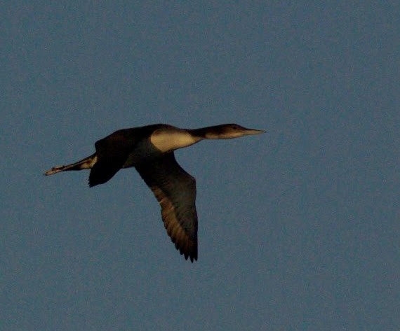 Common Loon - ML623400210