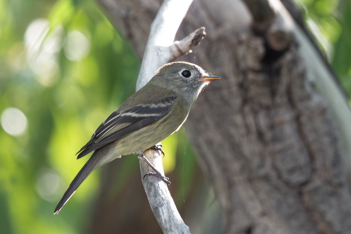 Hammond's/Dusky Flycatcher - ML623400235