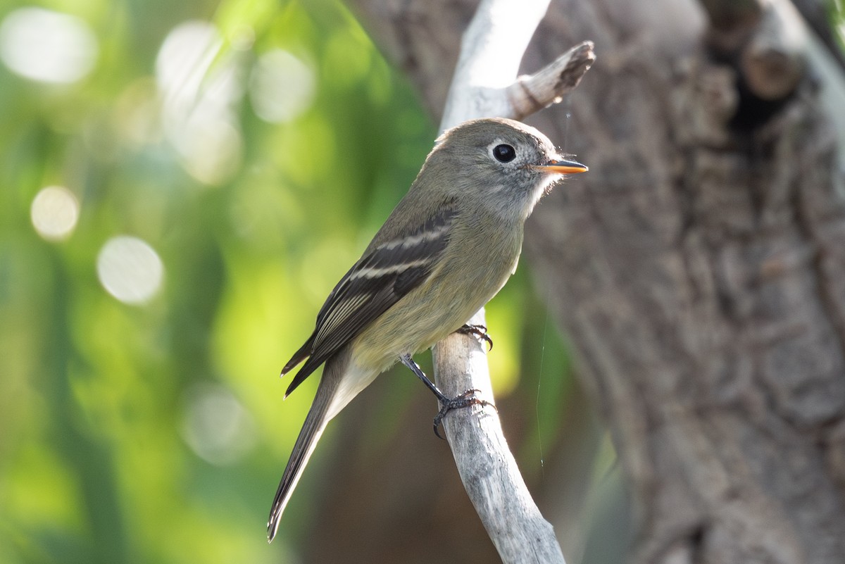 Hammond's/Dusky Flycatcher - ML623400236