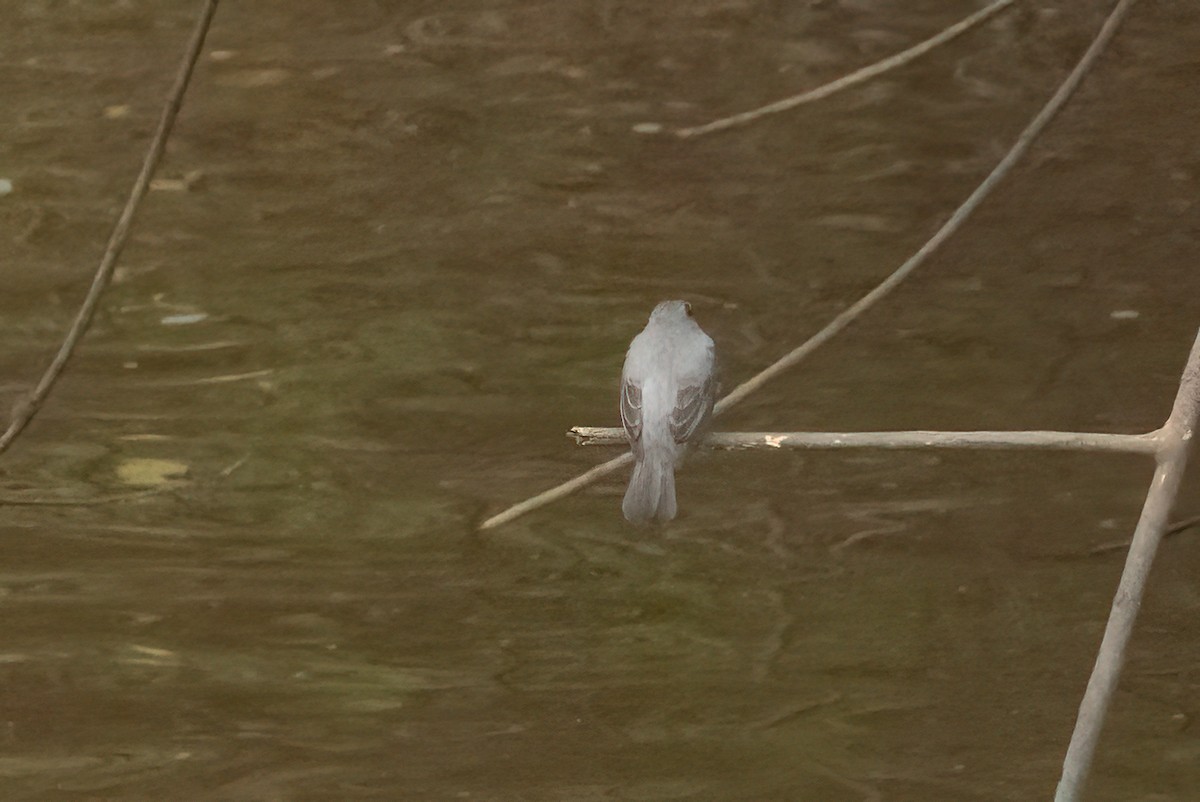 Cassin's Flycatcher - ML623400255